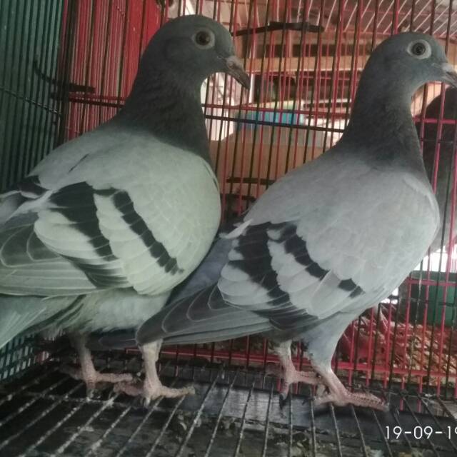 Burung Merpati Pos Indukan Dan Anakan Shopee Indonesia