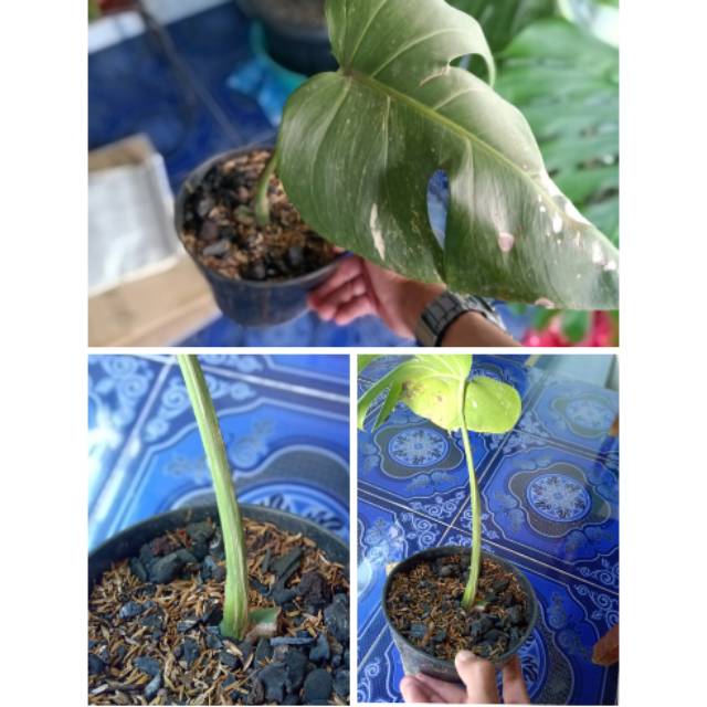 Monstera Borsigiana Variegata Shopee Indonesia
