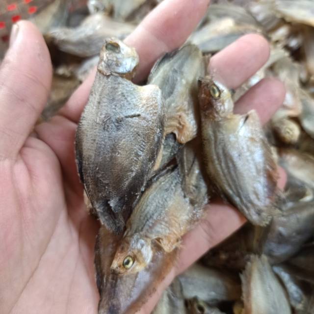 

Ikan Sepat Kecil (250gram)