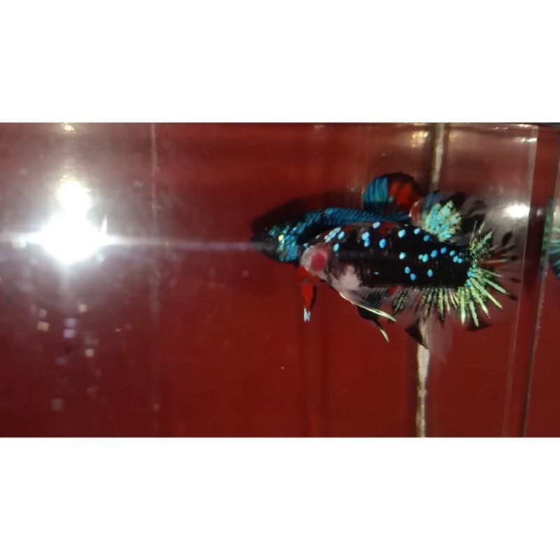 cupang avatar line Black Vampire MALE