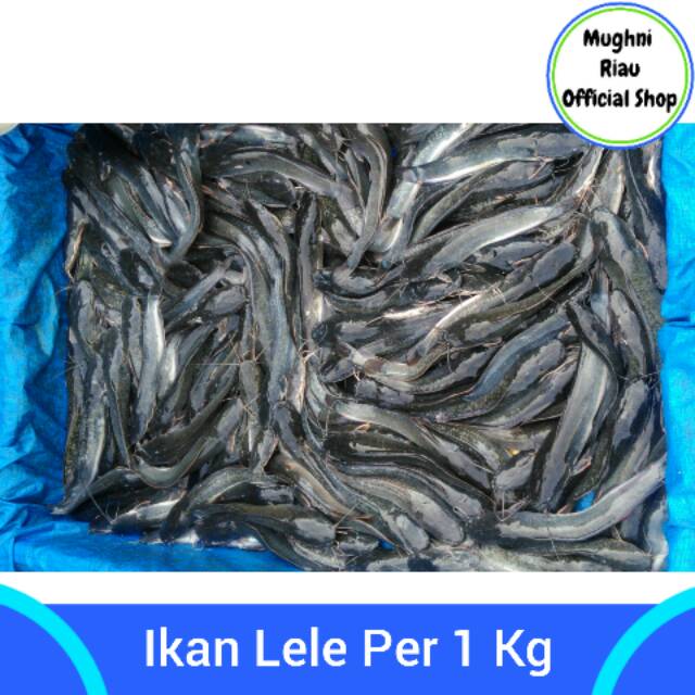 

Ikan Lele Per 1 Kg
