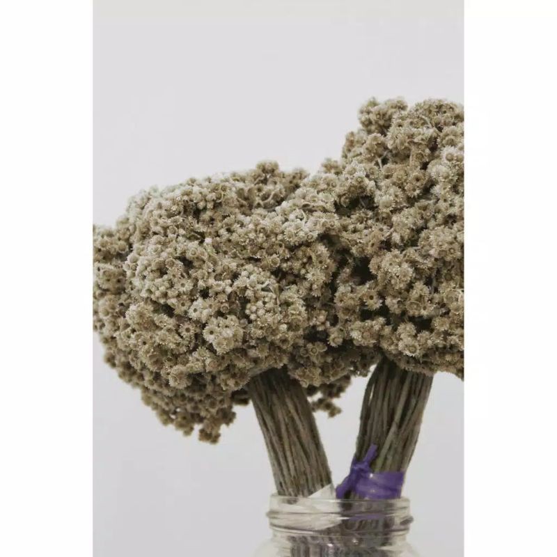 

edelweiss bunga kering/ bunga senduro