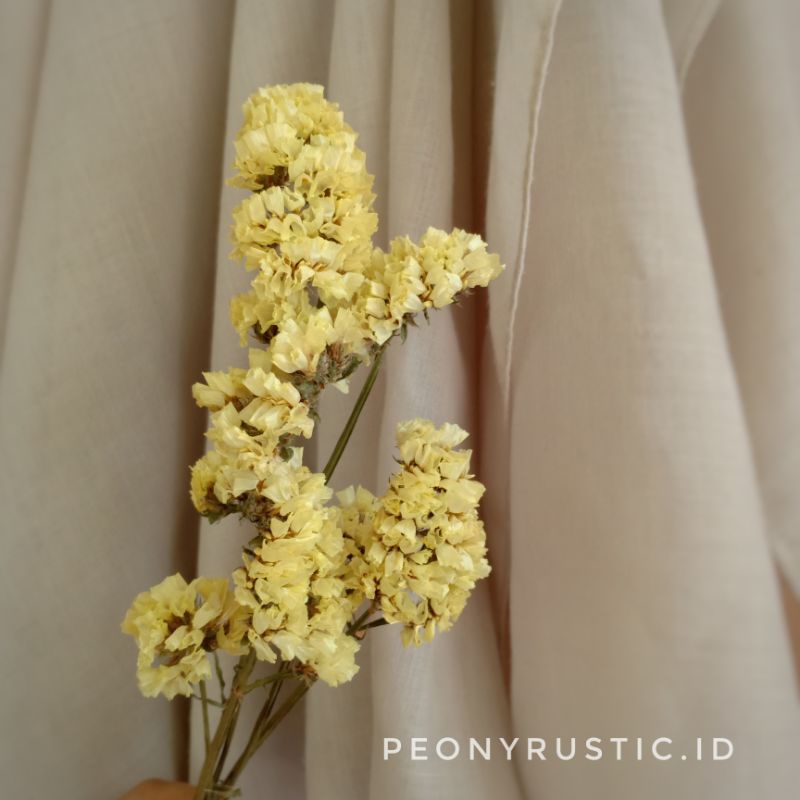 bunga kering dried statice