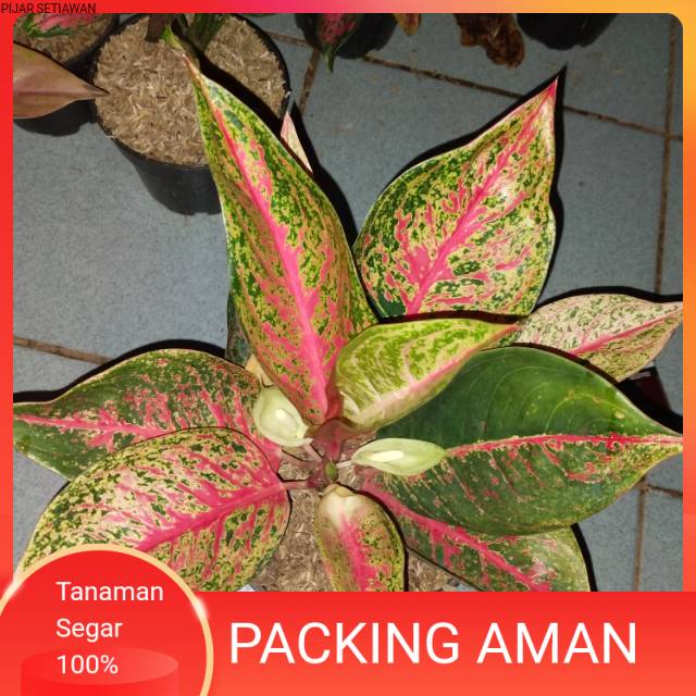 TANAMAN HIAS AGLONEMA TIARA