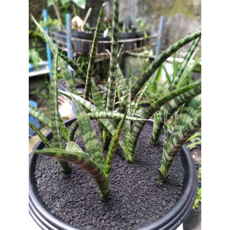 tanaman hias Sanseviera hybrid fernwood anakan bongsor