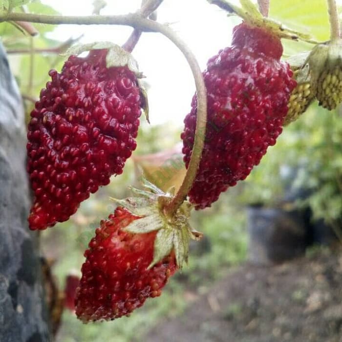 Bibit Tanaman Buah Strawberry Alexandria - Bibit Buah
