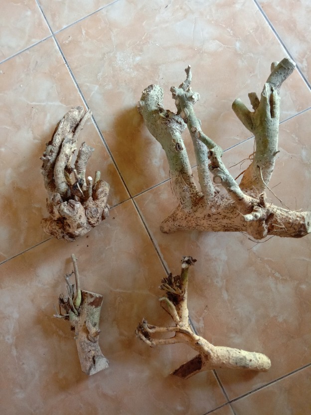 Bahan Bonsai Serut Hasil Dongkel Di Jamin Masih Fresh