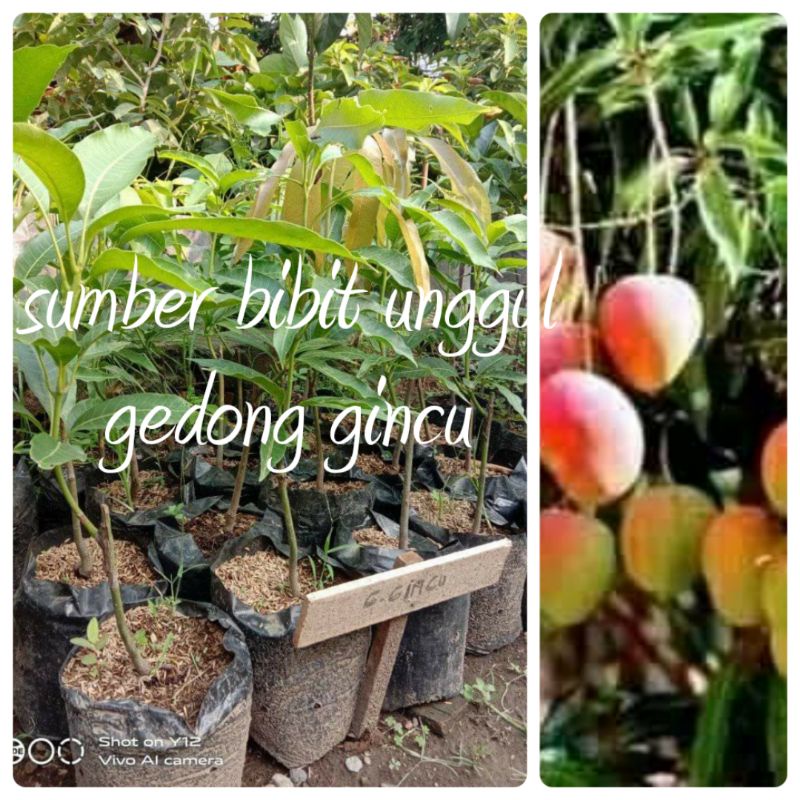 bibit mangga gedong gincu super unggul