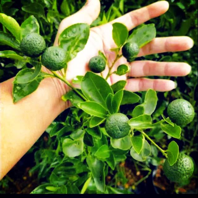 Bibit jeruk kunci/jeruk sambal