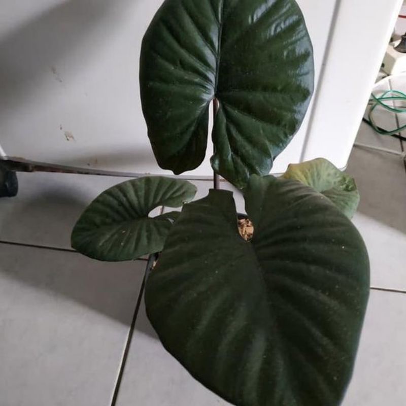 kelady sente hitam tanaman hias sente hitam