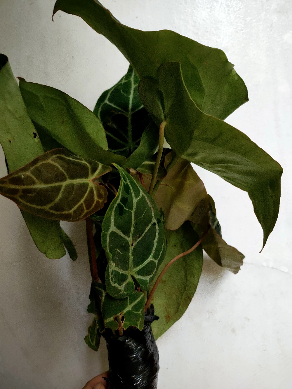 Tanaman Hias Kuping Gajah - Tanaman Anthurium Chrystalium