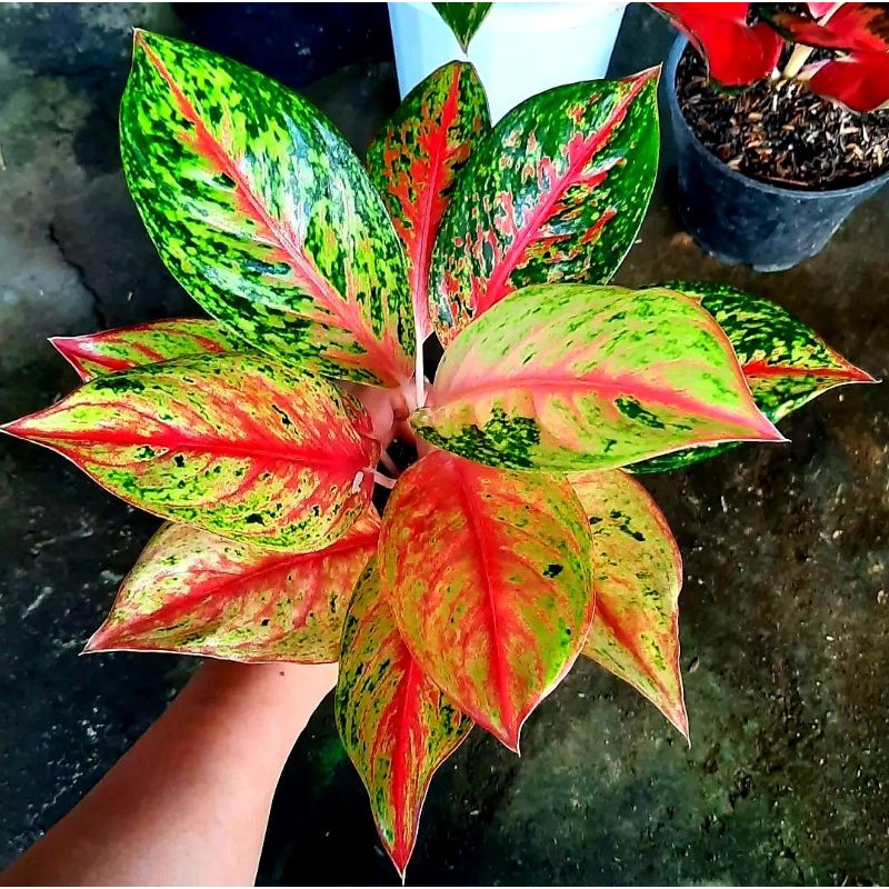 Aglonema Golden Sweat / Tanaman Hias Aglonema Golden Sweat Mutasi / Tanaman Hias Hidup / Bunga Hias 