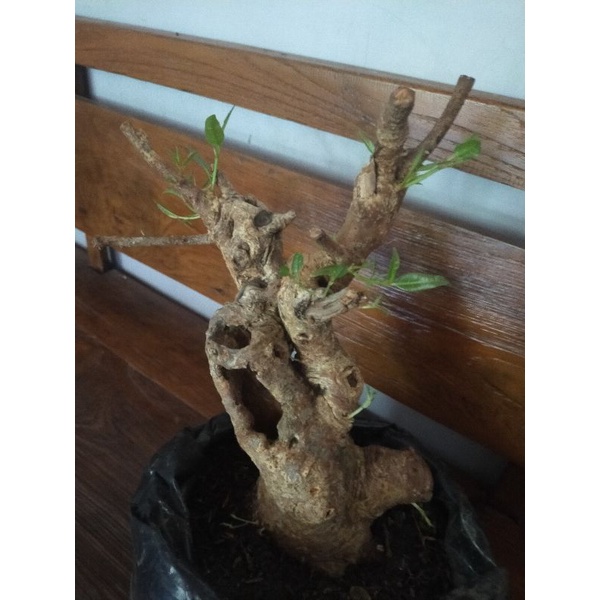 bonsai Bunut pucuk merah subur karakter kropos