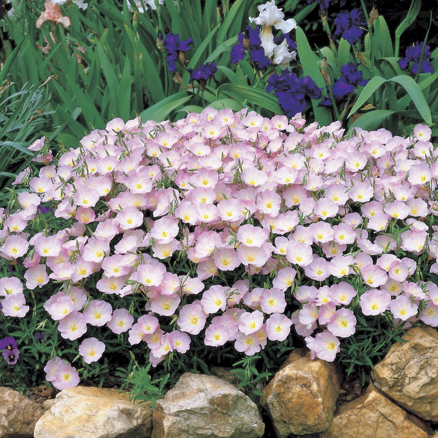 Benih Bibit Biji - Bunga Pink Evening Primrose Pinkladies Oenothera speciosa Flower Seeds - IMPORT