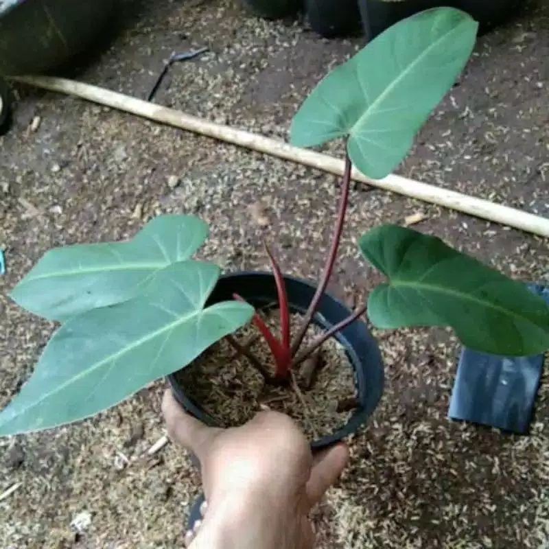 tanaman black kardinal kw