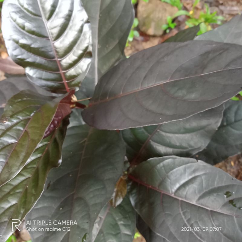 

Daun kopi hitam bahan herbal