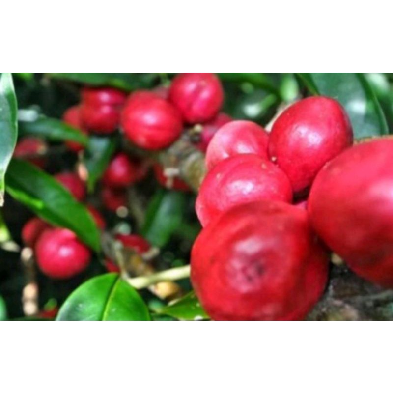

Promo Buah Mahkota Dewa Segar 250 Gram