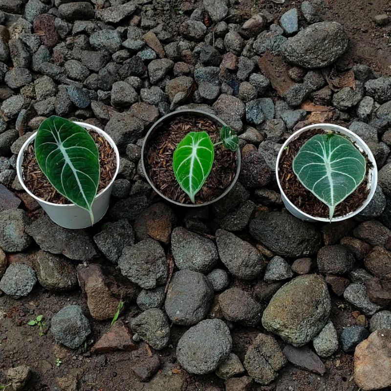 Tanaman Hias Alocasia Black Velvet | Alokasia | Keladi Tengkorak