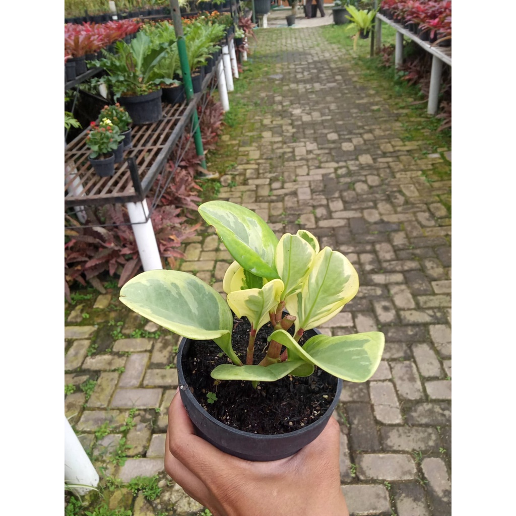 Jual Tanaman Hias Hidup Peperomia Teplan Variegata | Shopee Indonesia