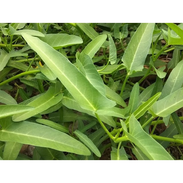 250 Biji Benih Kangkung Daun Lebar Bibit Sayuran Hidroponik Hijau Unggul Rajawali Tanaman Sayur