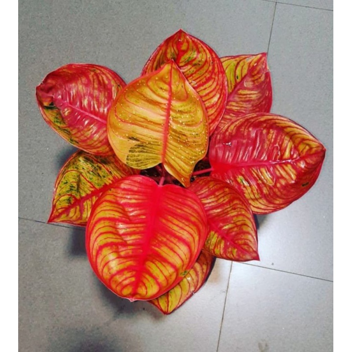 Aglonema Red Hugges / Tanaman hias bunga aglonema aglaonema Red Hugges murah kualitas Lokal