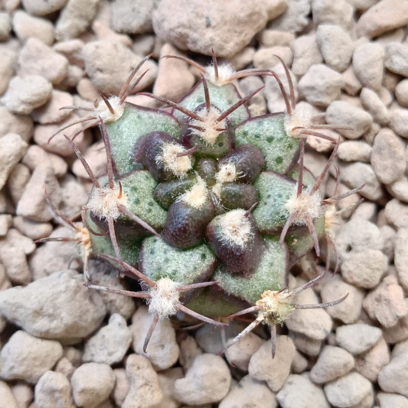 Kaktus Miha Purple Nebula | Gymnocalycium Mihanovichii Purple Nebula | Gymno | Miha | Purple Nebula 