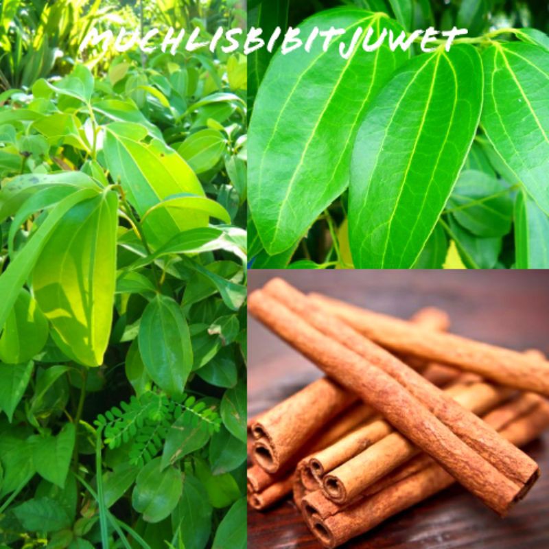BIBIT TANAMAN POHON KAYU MANIS KUALITAS UNGGUL SUPER MURAH bibit kayu manis