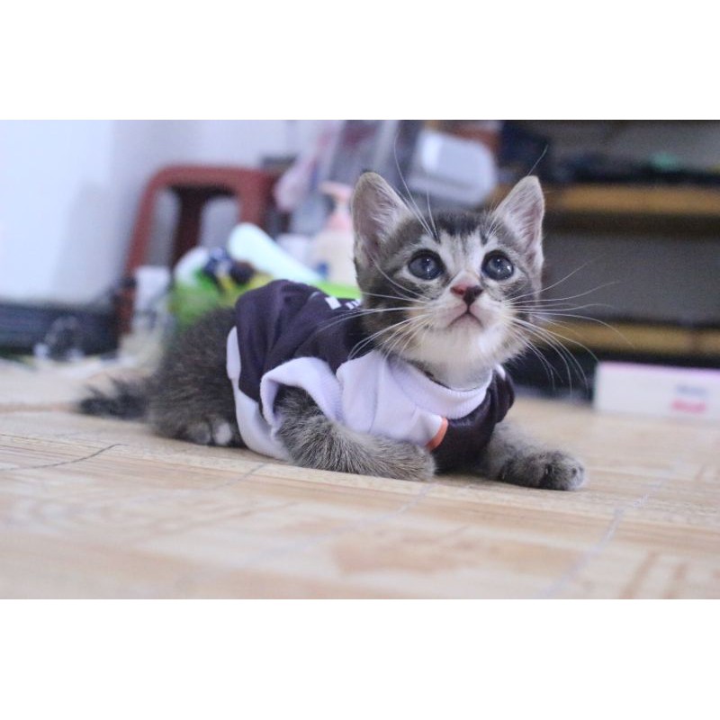 Kaos Jersey bola Juventus black white untuk kucing dan anjing / baju bola anjing kucing size S-XL