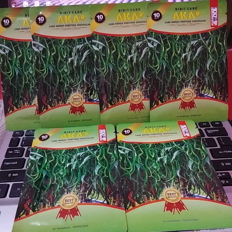 benih cabe akar