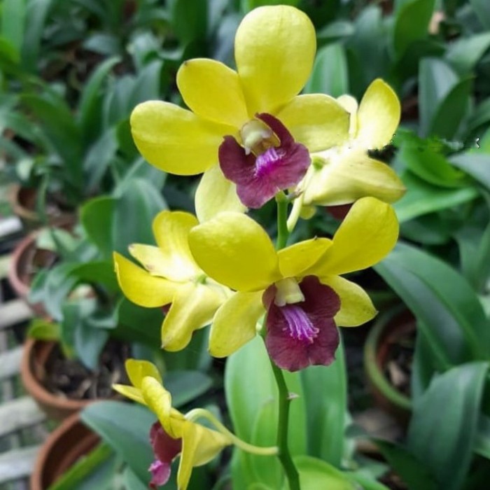 Pohon Anggrek Dendrobium Dewasa Everlasting Love Sudah berbunga