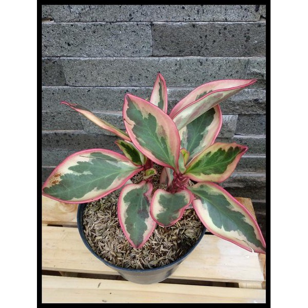 Peperomia Clussifiola - Tanaman Hias