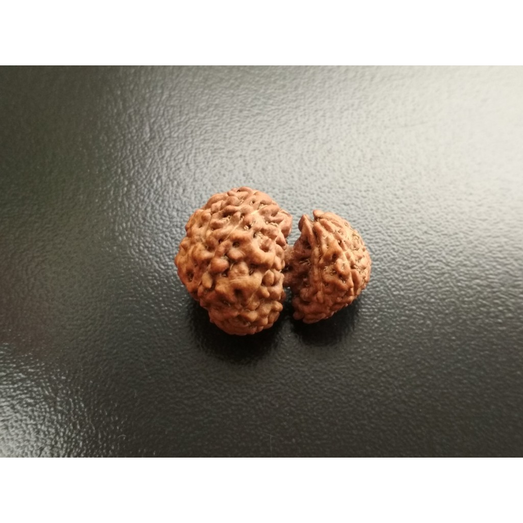 Jenitri Garbh Gauri D25x18.5 Besar Mukhi 13 Liontin Rudraksha Genitri