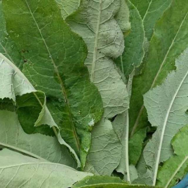 

Daun tempuyung segar / 1kg siap petik