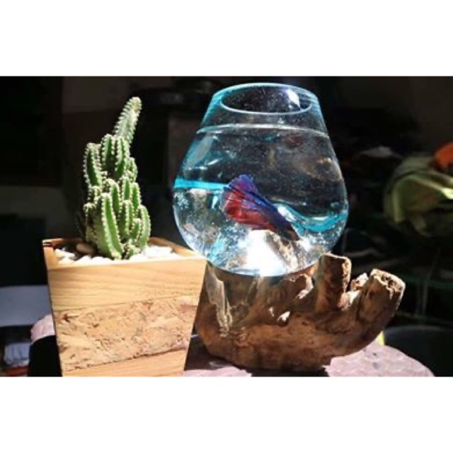 Aquarium Cantik Unik