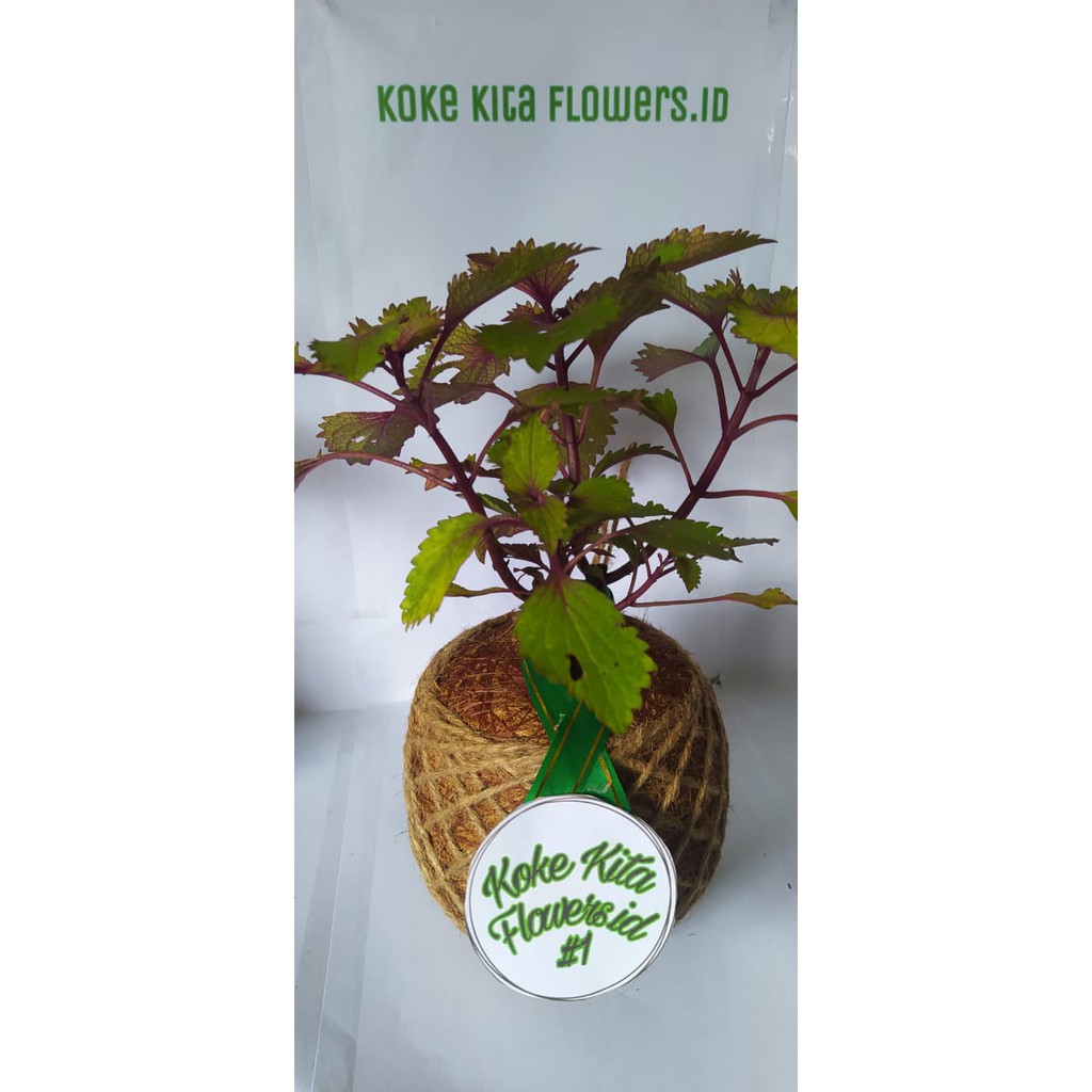 KOKEKITA TANMAN MIANA WARNA PINK UNGU KUALITAS SUPER RIMBUN PROMO SPESIAL RAMADHAN MURAH MERIAH