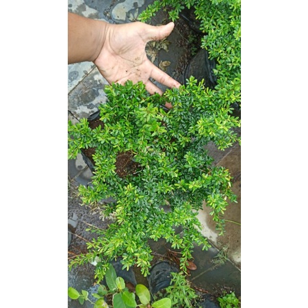 BIBIT SAENG SIMBUR MIKRO VIETNAM /SUPER MIKRO VIETNAM