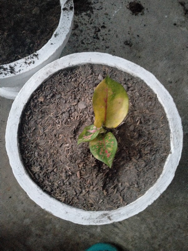 Paket 5 Tanaman Aglonema - Agolaonema - Bunga Aglonema - Paket Aglonema Murah