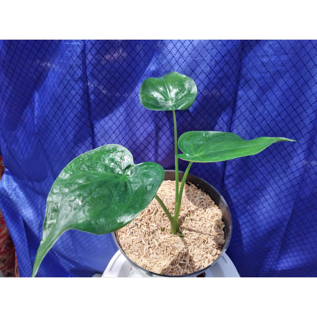 Philodendron Philo Sirih / Keris Papua / moonlight lemon AlocasiaTanaman Hias Bunga RoyalGarden