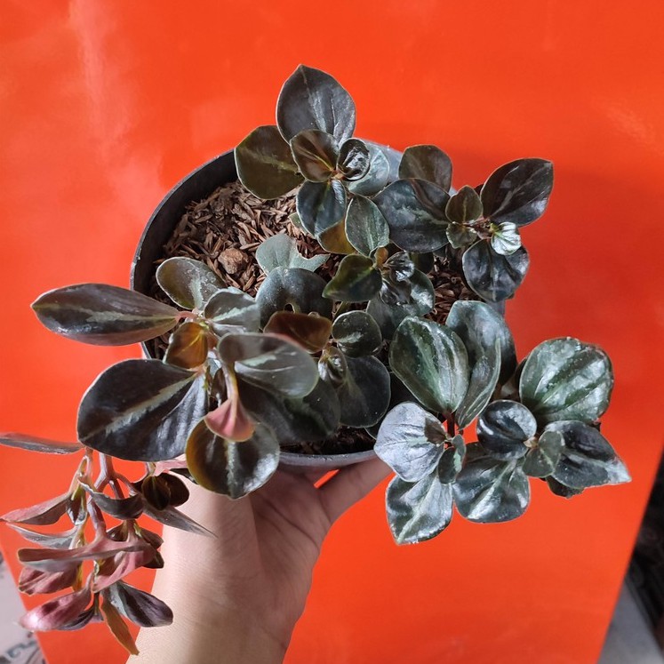 Bunga Peperomia Metallica Brown Cantik Murah