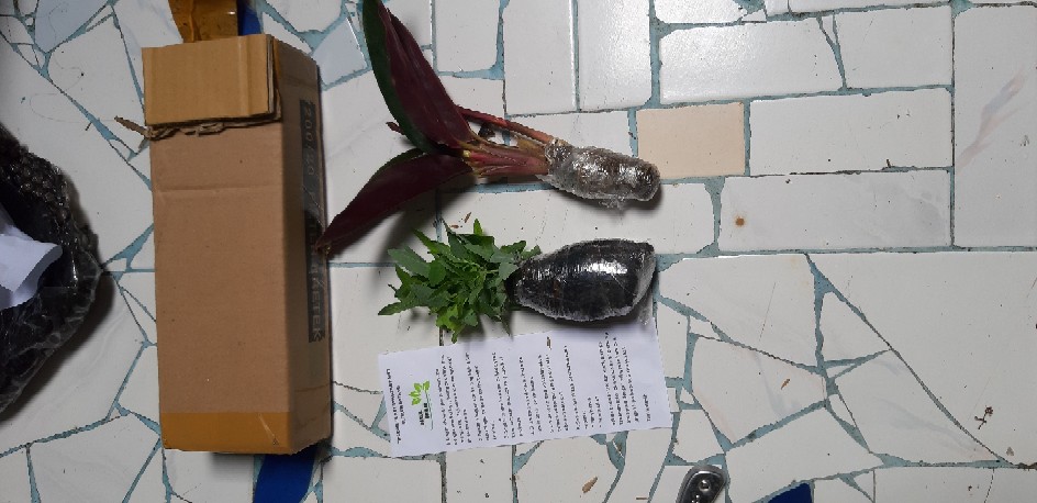 Tanaman Hias Bunga Calathea Multicolour, Tricolor Atau Meranti Bali Murah