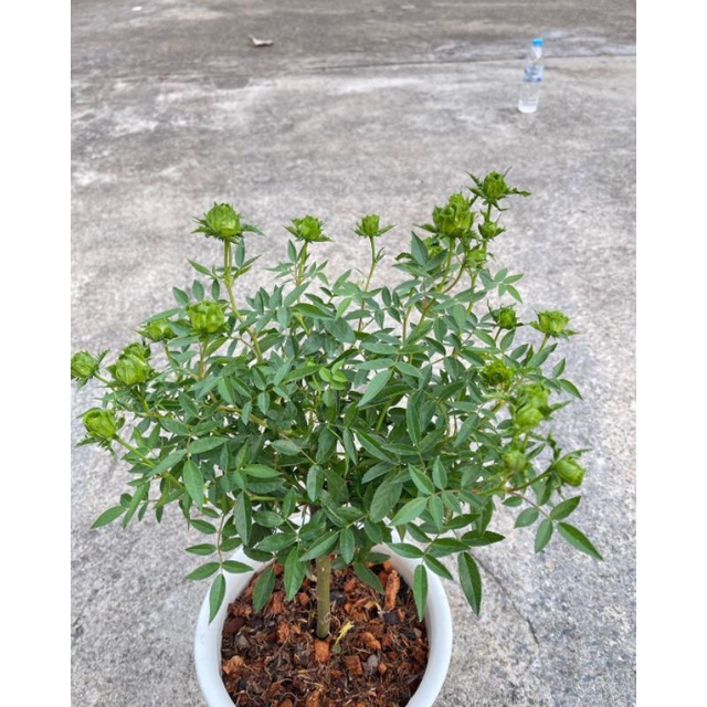 TANAMAN HIDUP BUNGA MAWAR HIJAU SUDAH BERBUNGA (SIAP TANAM) |  MAWAR HIDUP BUNGA BESAR | TANAMAN MAW