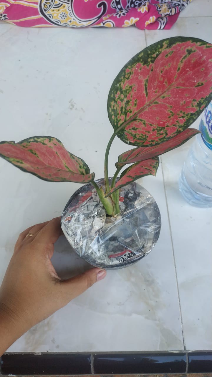 Tanaman Hias Aglonema Red Anjamani / Aglaonema Red Anjamani Murah Meriah