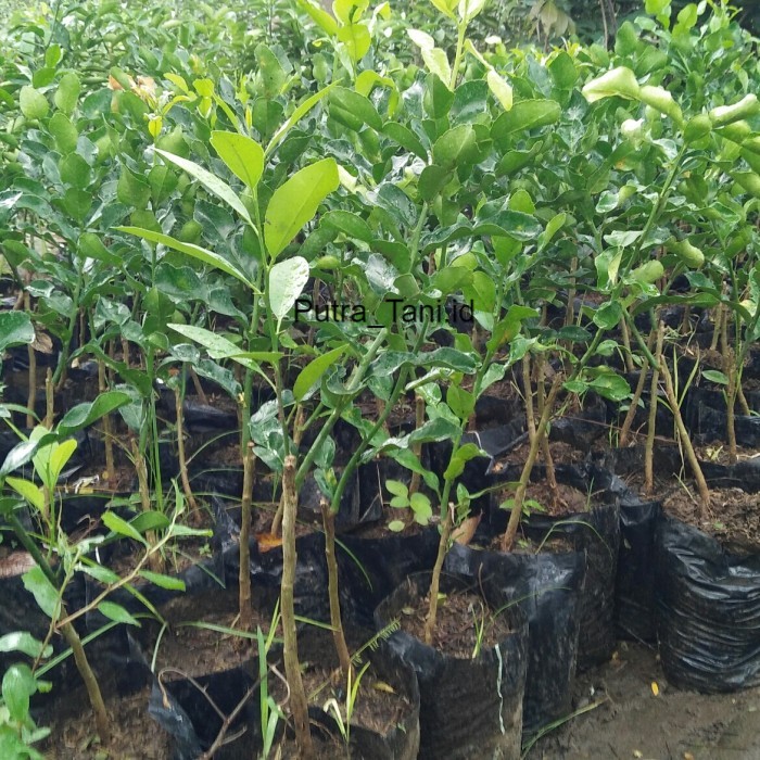 Jeruk Purut Bibit Jeruk Purut Okulasi