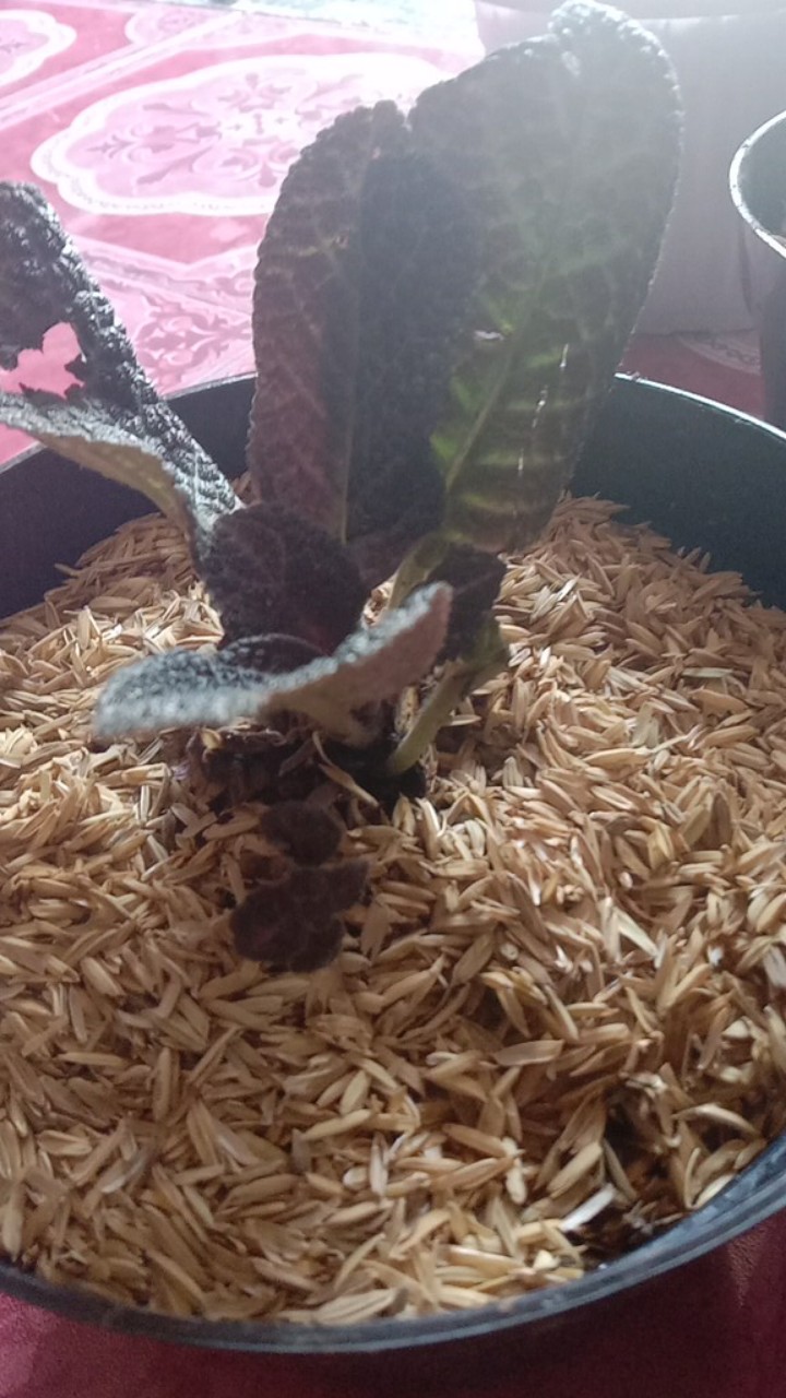 Tanaman Hias Gantung Episcia Merah / Episia Bludru Merah