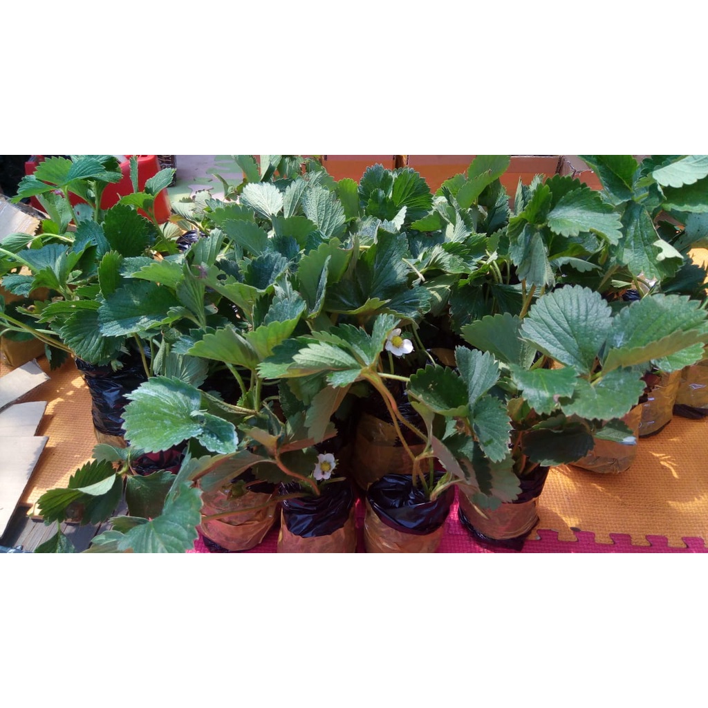 Paket 10 Pohon Bibit Strawberry Giant California Unggulan&amp; Berkualitas - Tanaman Buah Strawberry