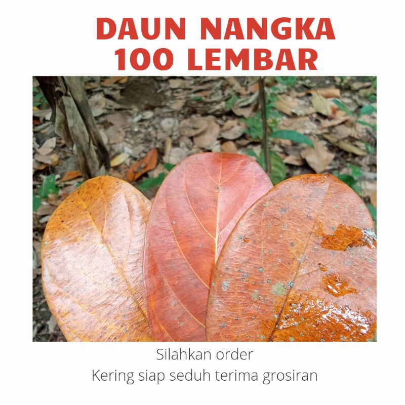 

daun nangka 100 lembar sebagai obat kanker | diebetes | herbal