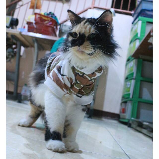 Kaos hoodie jumper army ala korea untuk kucing dan anjing size S M L XL