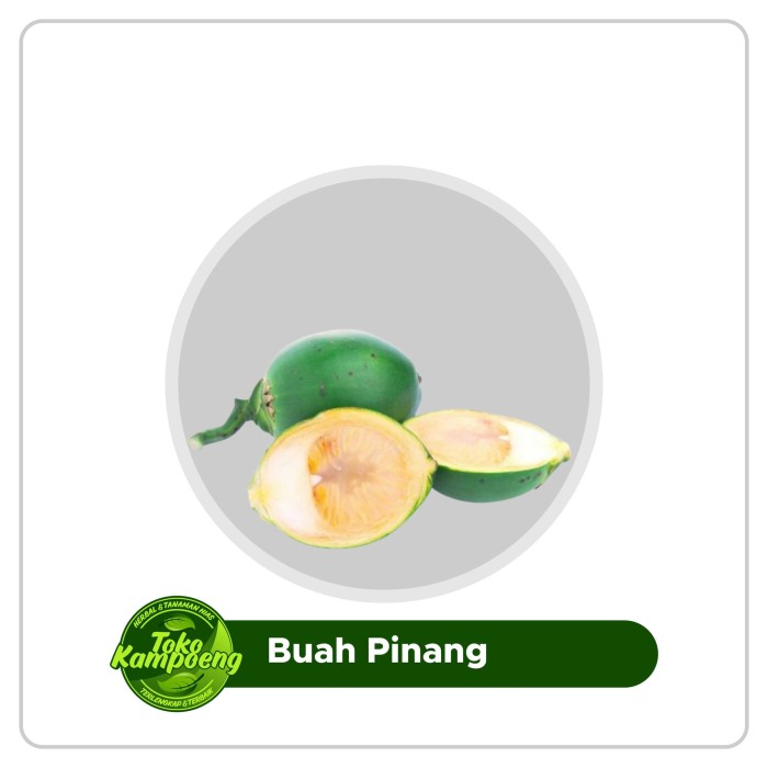 

Promo 500 gram Buah Pinang Jambe Muda Segar [ fresh herbal produk ]