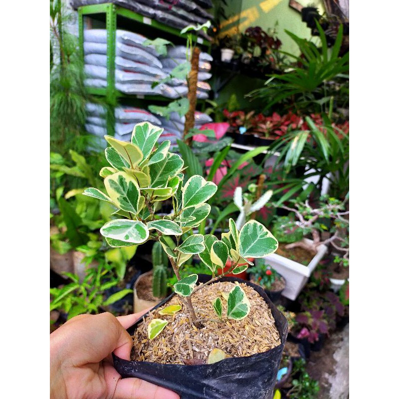 Tanaman Ficus Triangularis