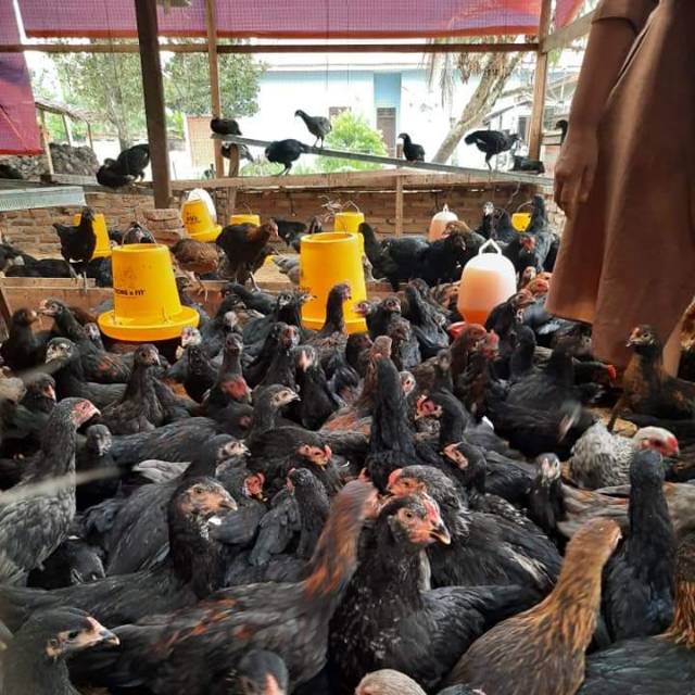 

Ayam kampung siap olah